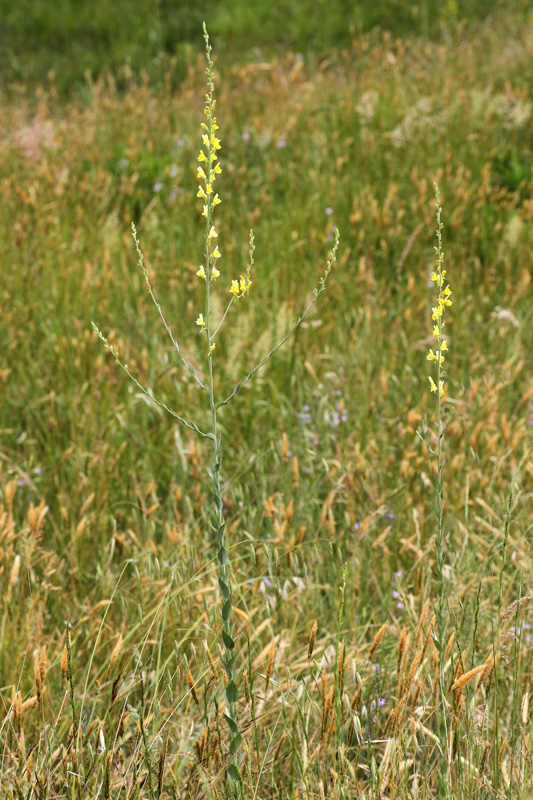 Linaria genistifolia / Linajola a foglie di ginestra